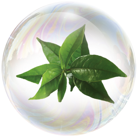 Green tea leaves (Camellia sinensis) **  