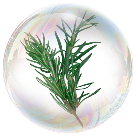 Rosemary (Rosmarinus officinalis)**